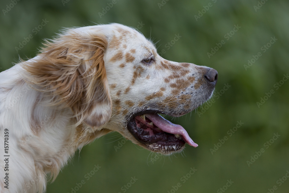 Obraz premium portrait d'un setter anglais orange et blanc de profil
