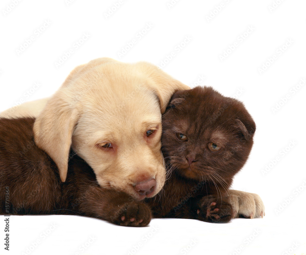 Kitten and puppy. Kitten and puppy.