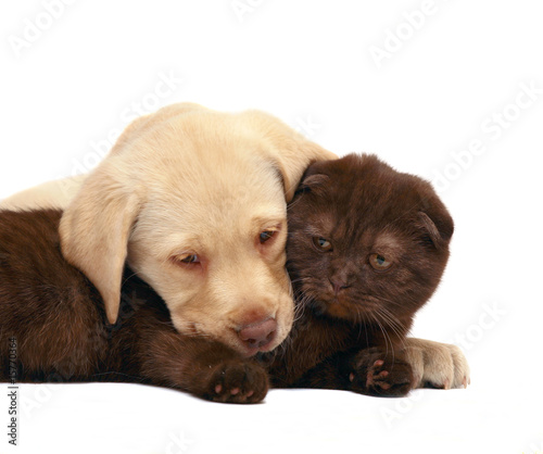 Fototapeta Naklejka Na Ścianę i Meble -  Kitten and puppy.