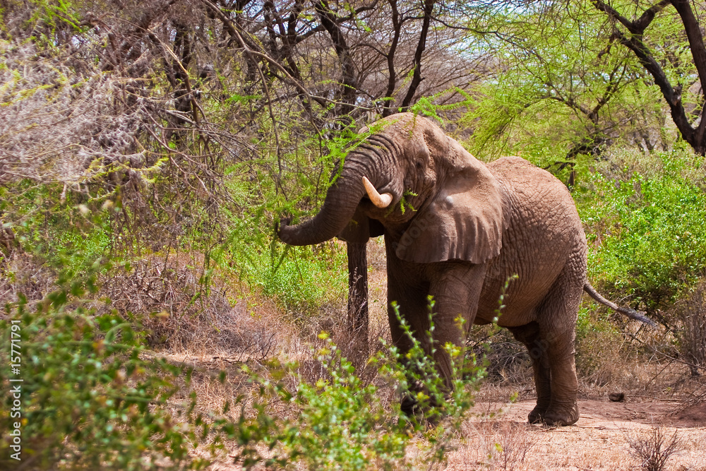 Fototapeta premium Elephant walking in the bush of africa