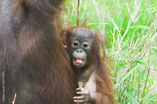 Orang - Utan