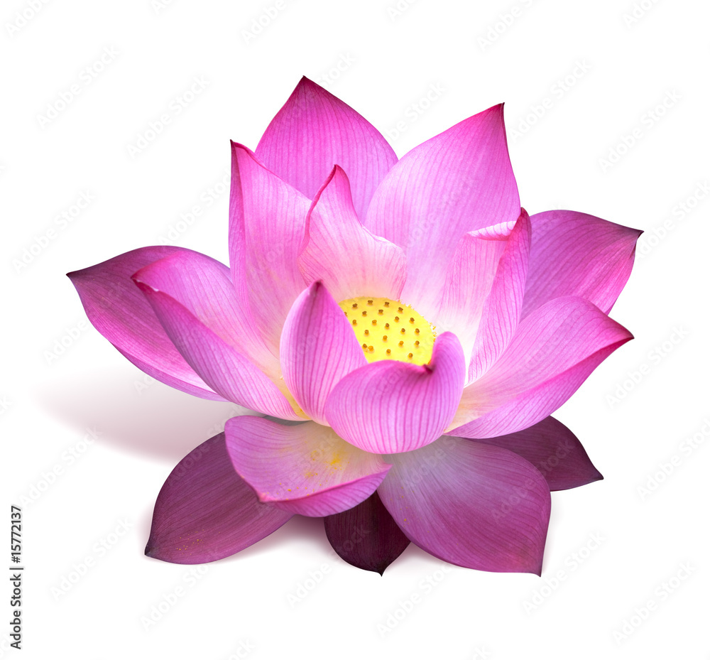 fleur de lotus