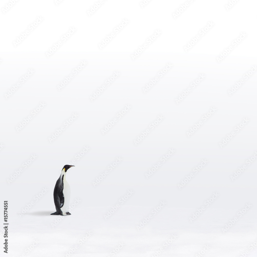 Fototapeta premium Penguin