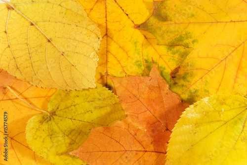 Yellow leaves with raindrops  as an autumn background 