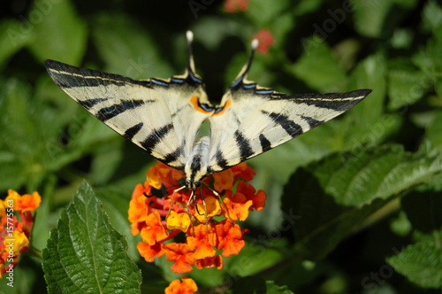 Butterfly photo