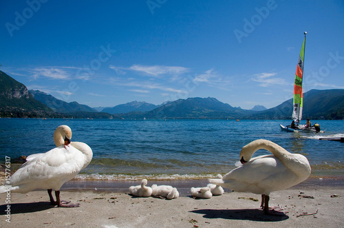 cygnes et lac photo