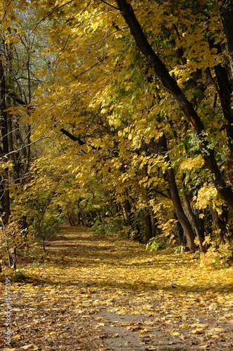 Yellow road