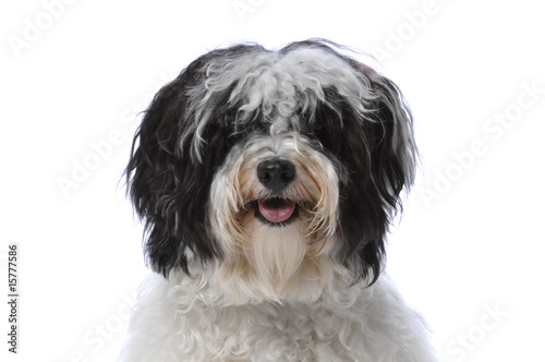 Canvas-taulu havanese dog