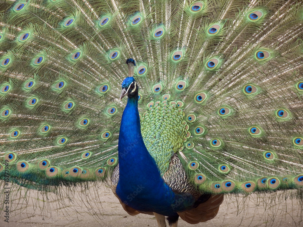 Naklejka premium Pfau