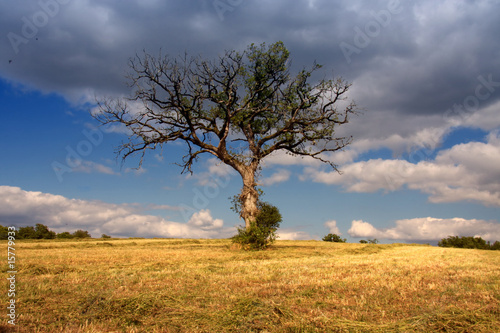 solitary tree with big clouds