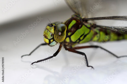 Grünes Insekt © Klaus Eppele