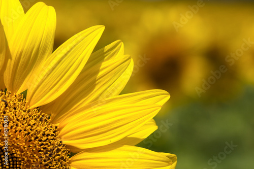 Fototapeta Naklejka Na Ścianę i Meble -  Quarter of the sunflower close up
