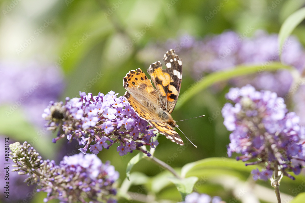 butterfly butterfly