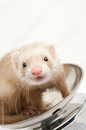 Ferret on the scale