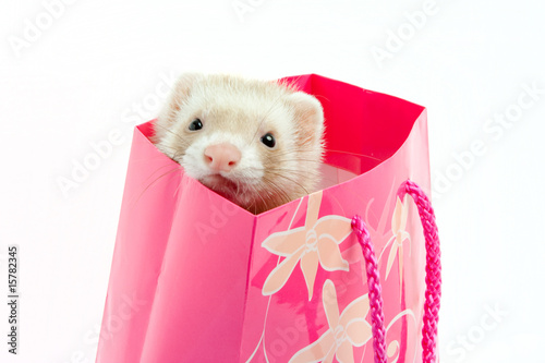 Ferret as a gift