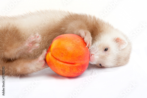 Young ferret playing with a peach