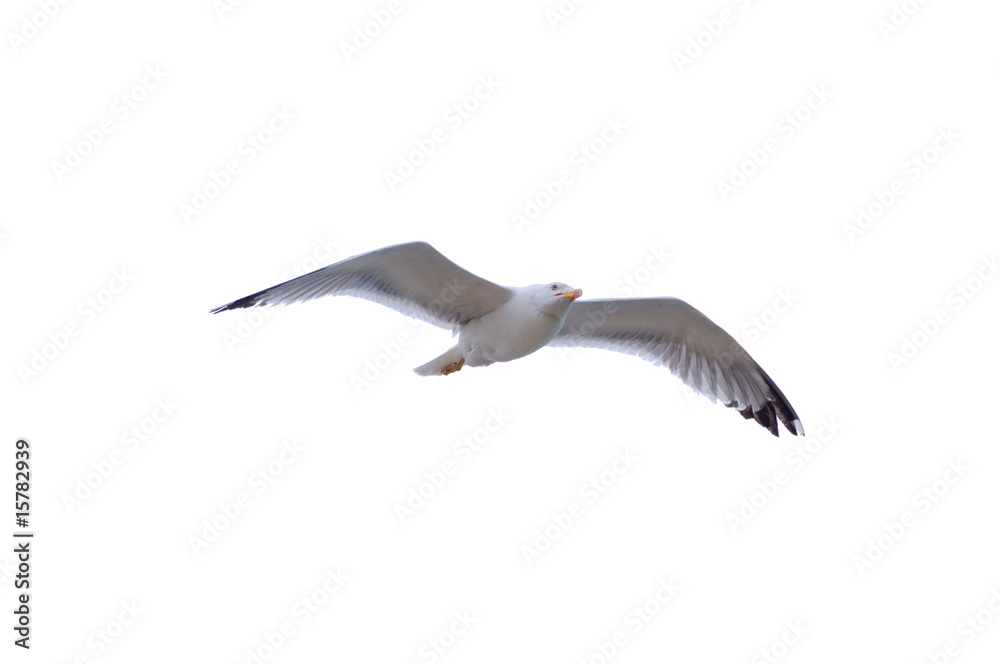 Herring Gull isolated on white