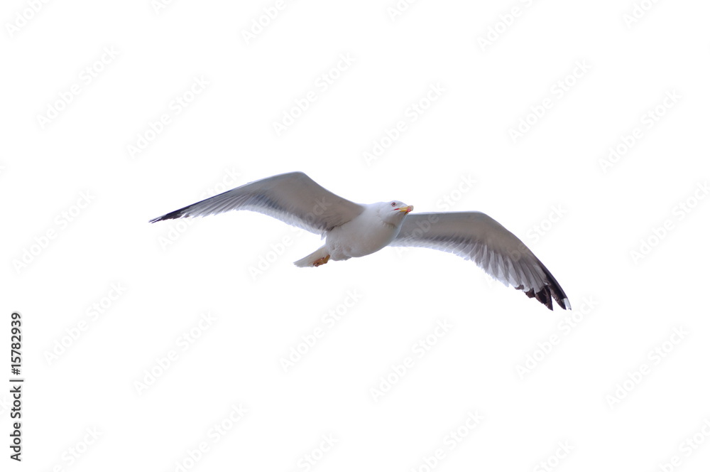 Fototapeta premium Herring Gull isolated on white