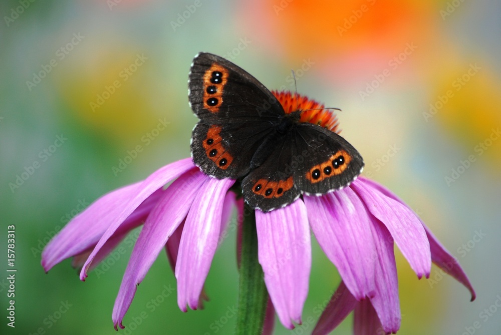 Obraz premium ali di burro