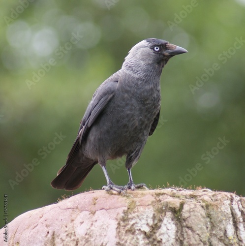 Jackdaw