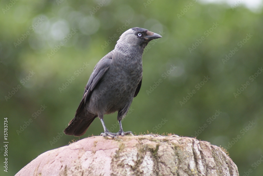 Jackdaw Jackdaw