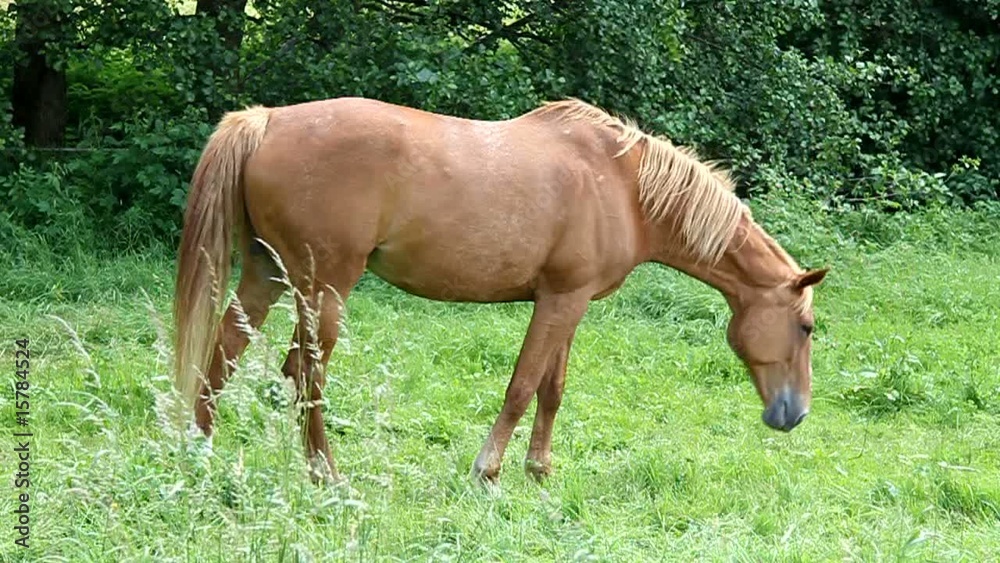 Pferd Pferd