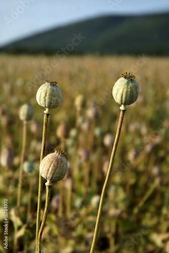 Closeup view of three poppyheads
