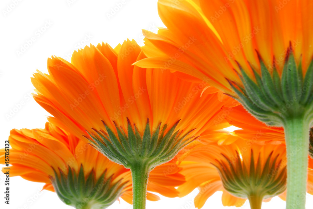 orange gerber flowers