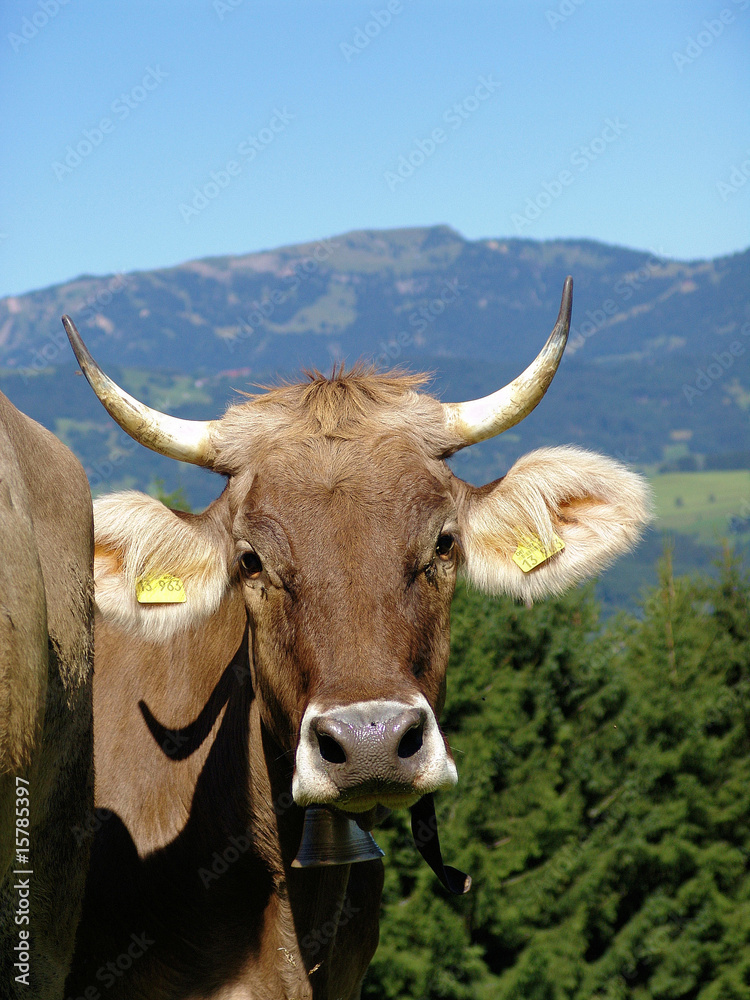 Allgäuer Kühe 11