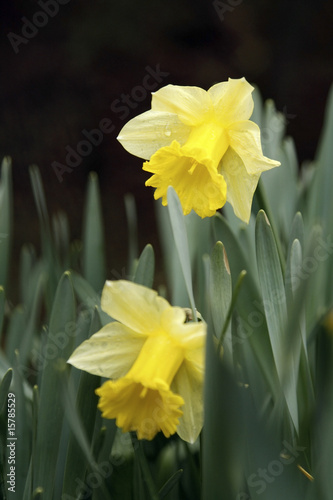 Two daffodils