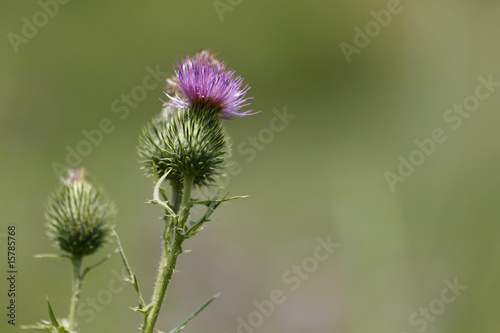 Thistle in bloom