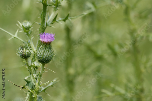 Thistle in bloom
