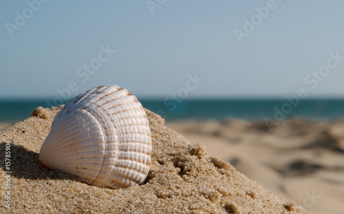 Shell On the Beach 4