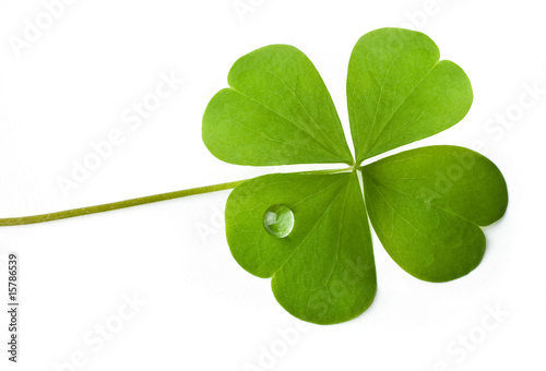 shamrock photo