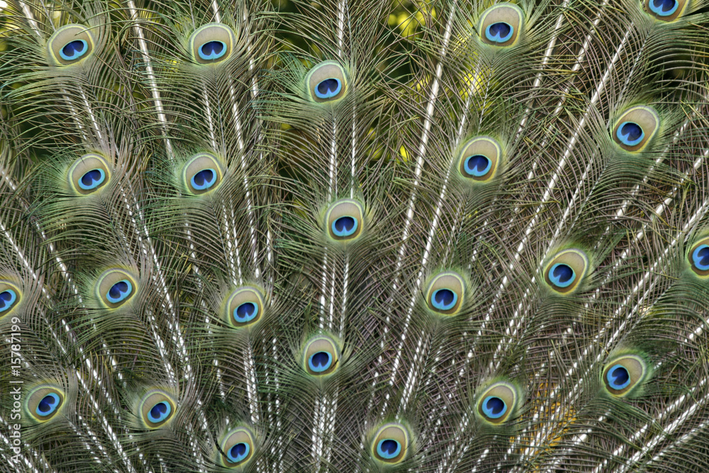 Obraz premium Male peacock 1