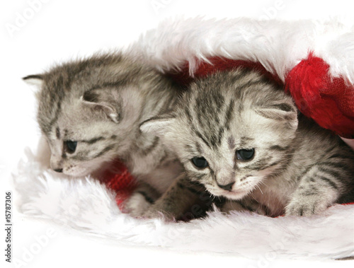Tablou pe pânză Kittens in Christmas hat