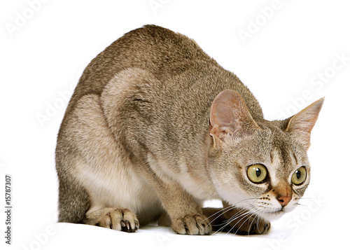 Crouching Singapura cat