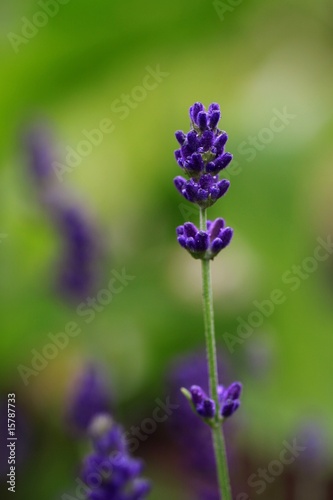 Fototapeta Naklejka Na Ścianę i Meble -  Lavendel