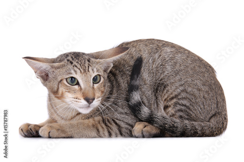 Scared Cat