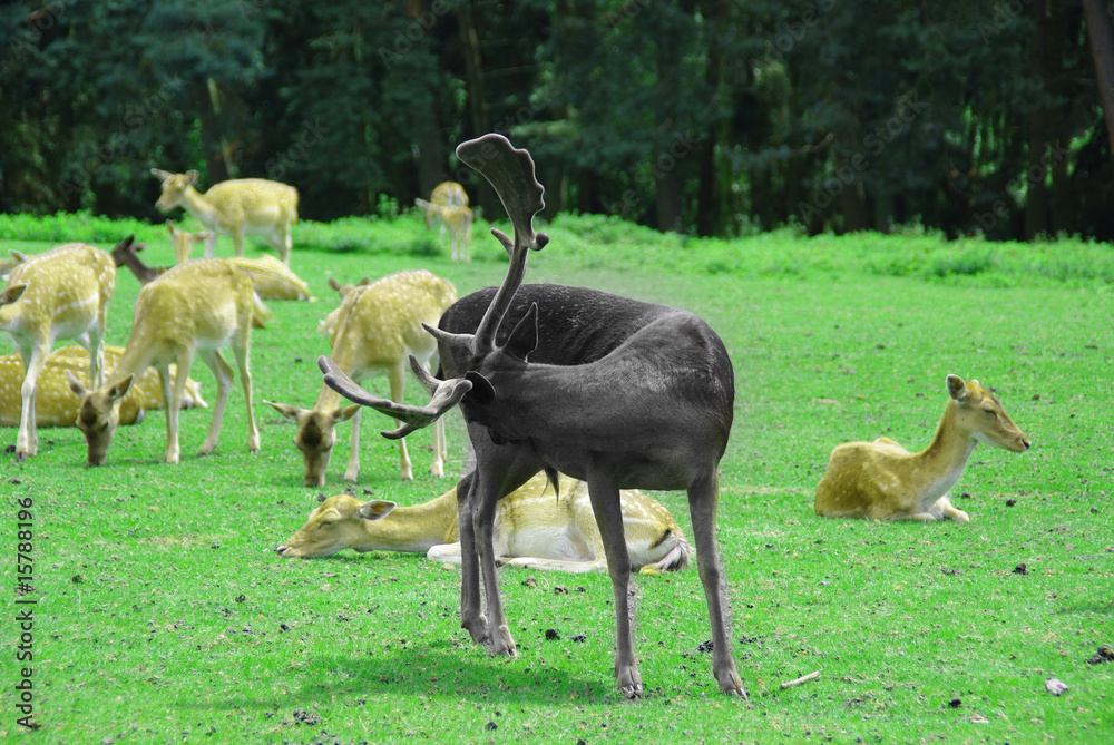 Obraz premium Rehe / Hirsch