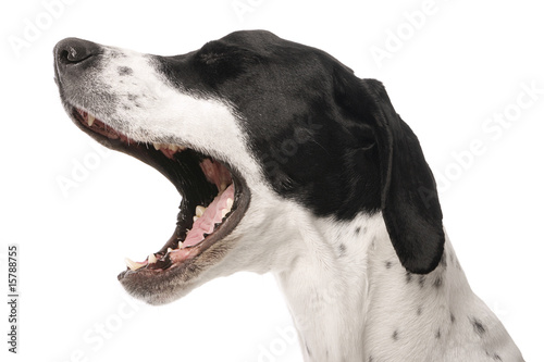 Singing dog