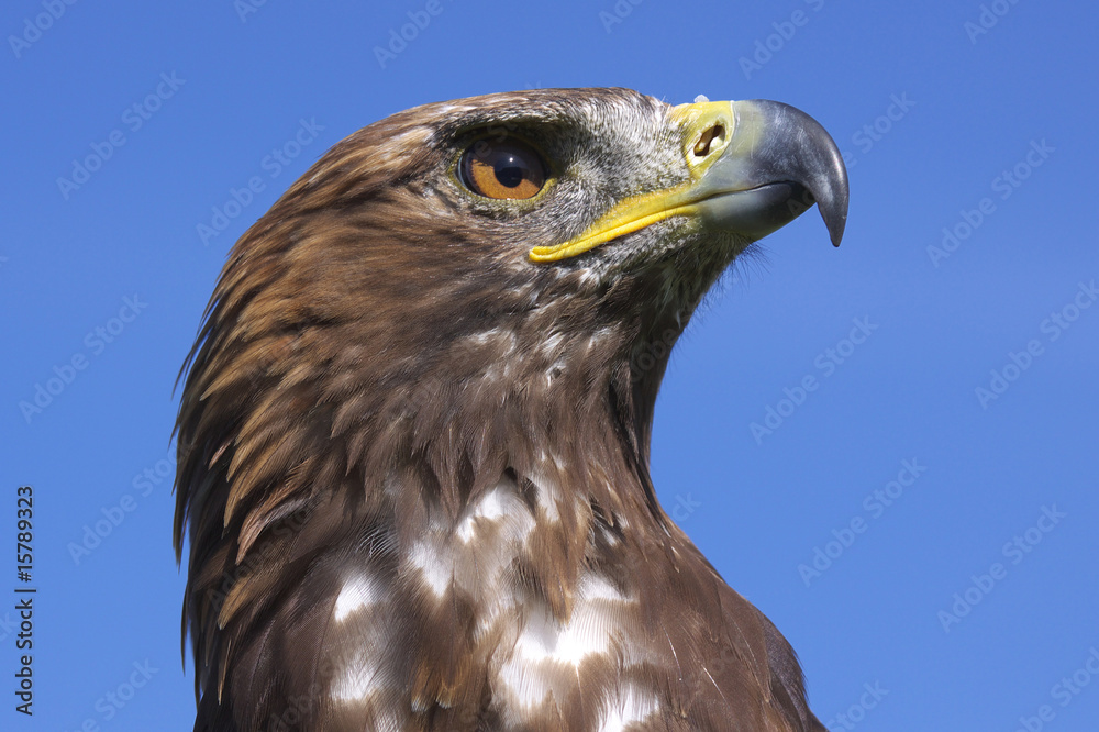 Obraz premium steppenadler