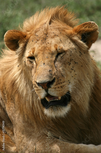 Male Lion - Serengeti Safari  Tanzania  Africa