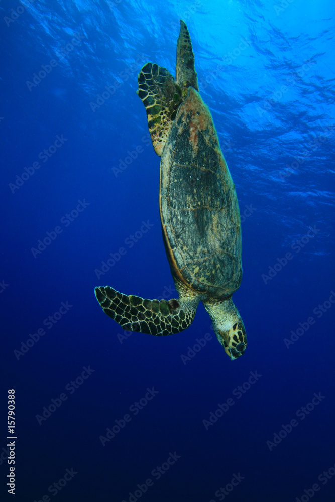 Obraz premium Hawksbill Turtle dives into the sea