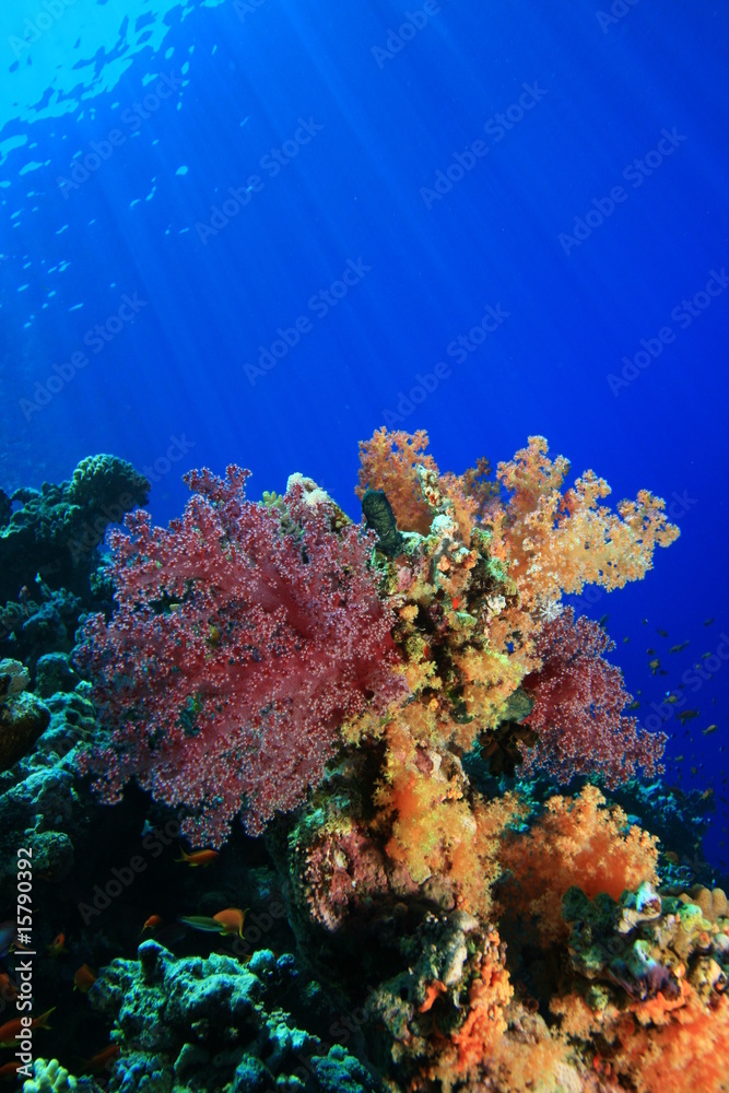 Soft Coral (Dendronephthya)