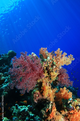 Soft Coral  Dendronephthya 