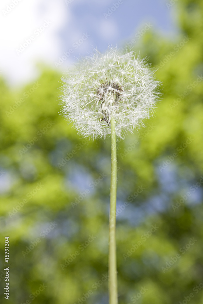 Naklejka premium Dandelion on bright forest background.