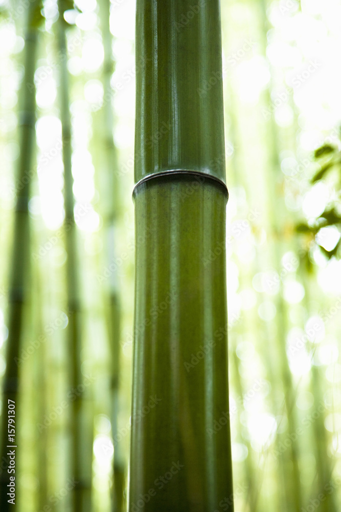 Obraz premium 竹林