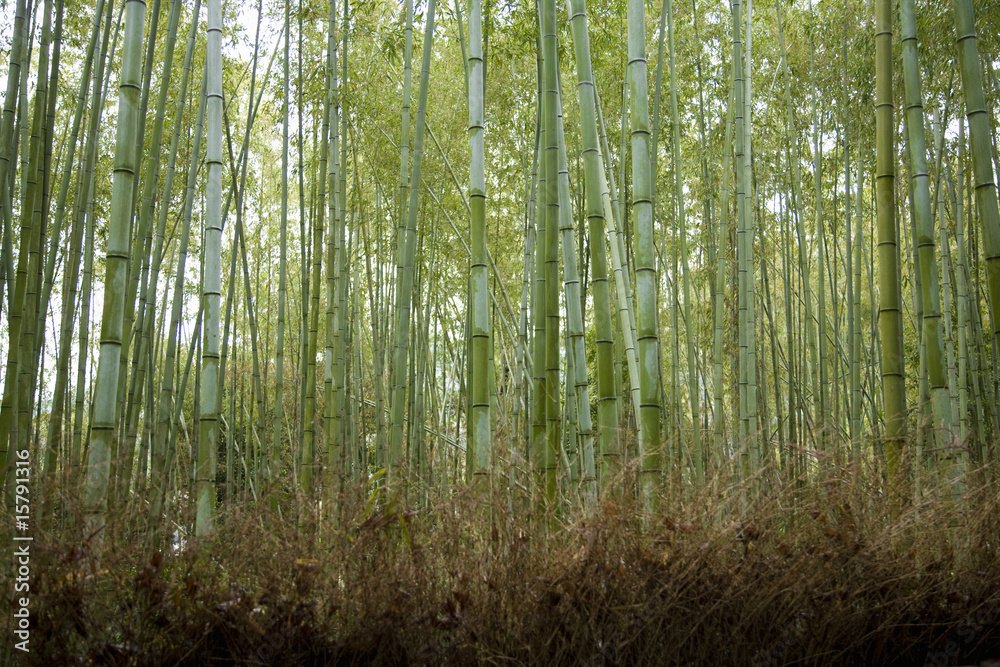 Fototapeta premium 竹林