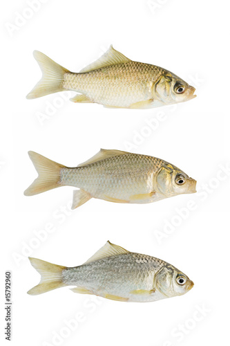 Small crucian collection isolated on white